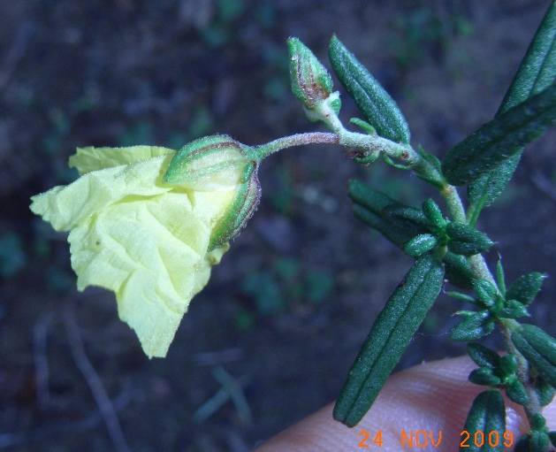 Helianthemum jonium